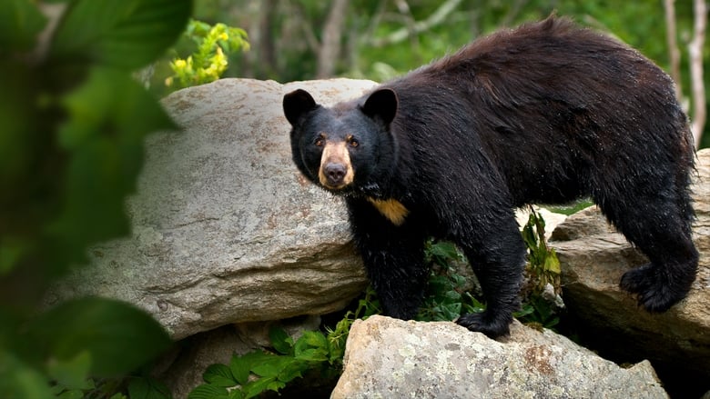 кадр из фильма Smoky Mountain Park Rangers