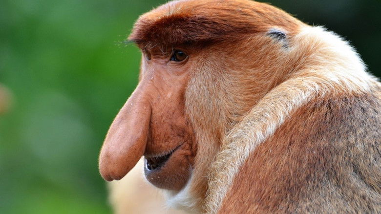 Mystisches Malaysien