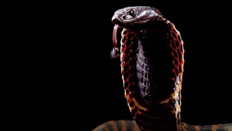 кадр из фильма Cobra Mafia