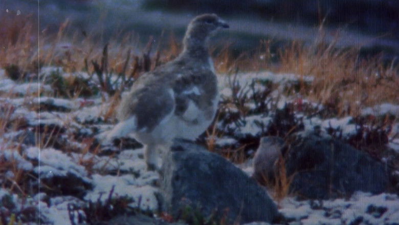 кадр из фильма Pohjoisten metsien äänet