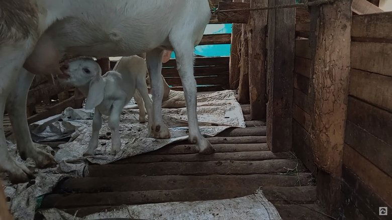 кадр из фильма Animal Farm