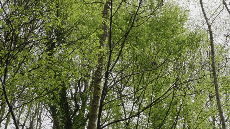 кадр из фильма Un regard sur l'oeuvre