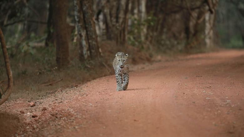 кадр из фильма Sri Lanka: Leopard Dynasty