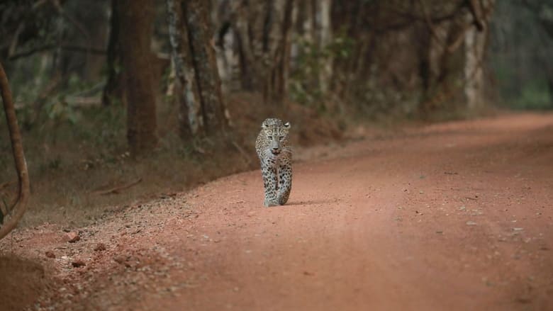 кадр из фильма Sri Lanka: Leopard Dynasty