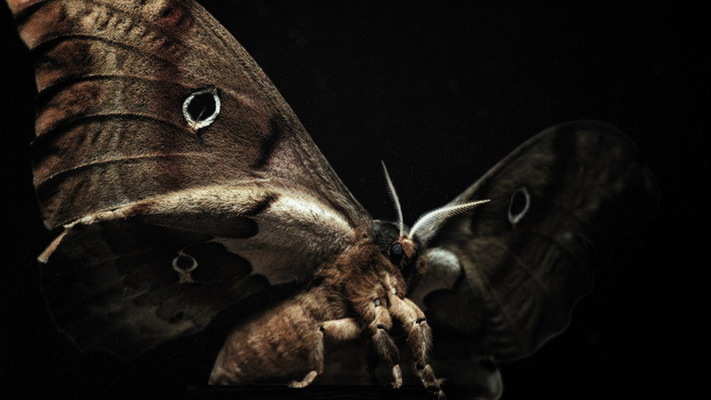 кадр из фильма Insekten - Helden im Verborgenen