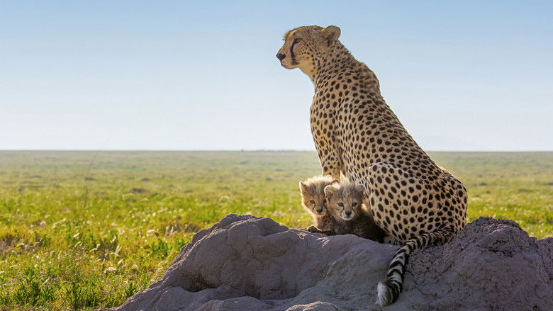 кадр из фильма Гепарды: лицом к лицу с Берти Грегори