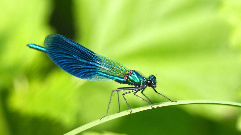 кадр из фильма Insect World