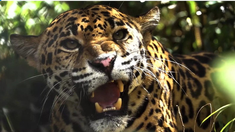 кадр из фильма Expedition Artenschutz - Auf der Spur des Jaguars