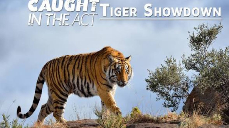кадр из фильма Caught In The Act: Tiger Showdown