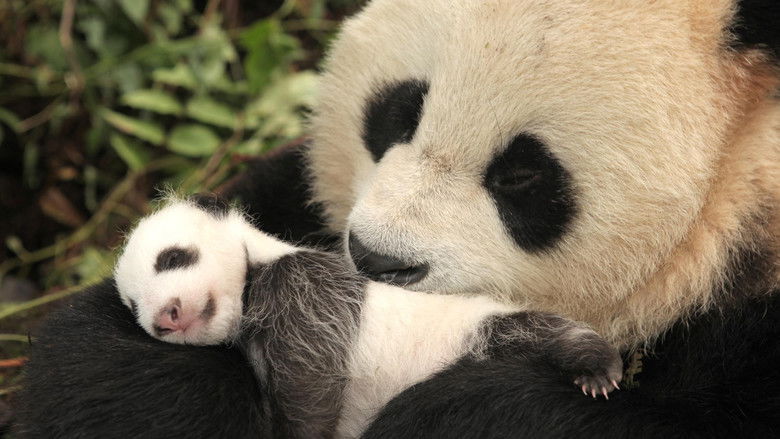 кадр из фильма Panda Goes Wild