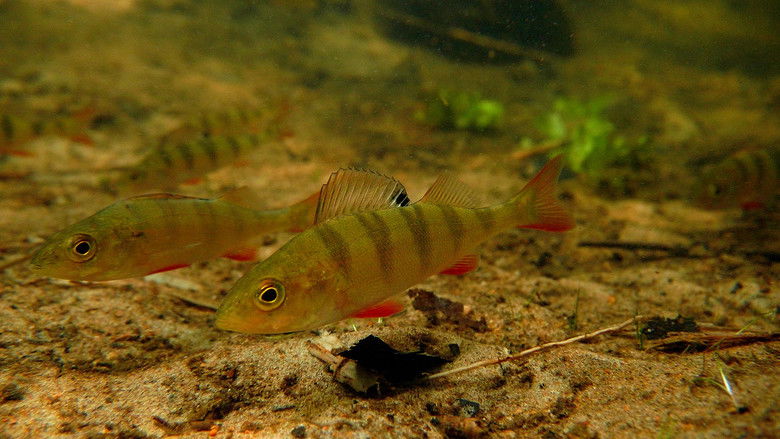 кадр из фильма Salmo - leva på hoppet