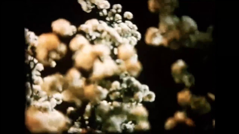 кадр из фильма Song and Solitude