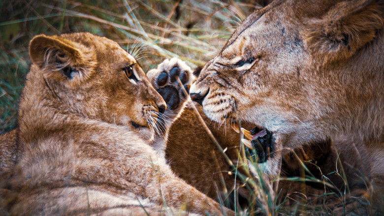 кадр из фильма Shadow Cats