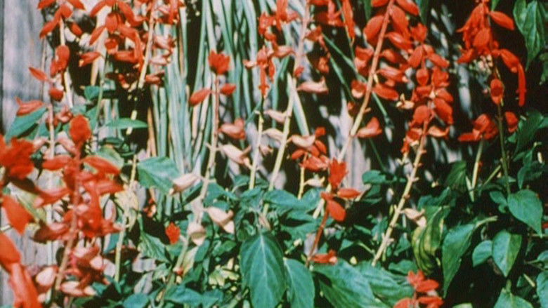 кадр из фильма Australian Bush