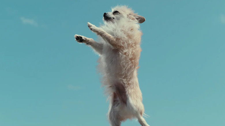 кадр из фильма О чем думают собаки