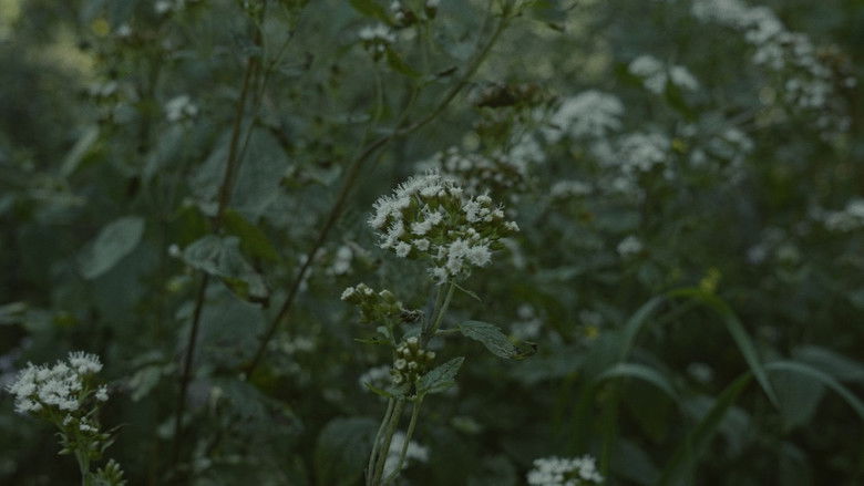 кадр из фильма Para atrapar el viento