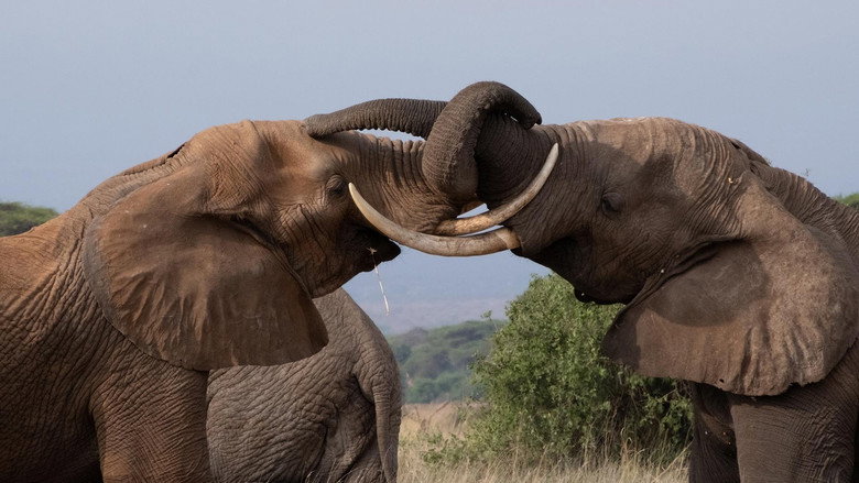 кадр из фильма Tusker: Brotherhood of Elephants