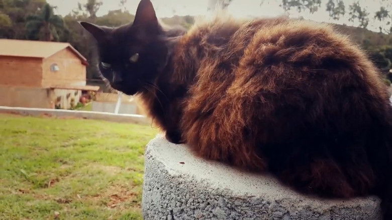 кадр из фильма Natureza