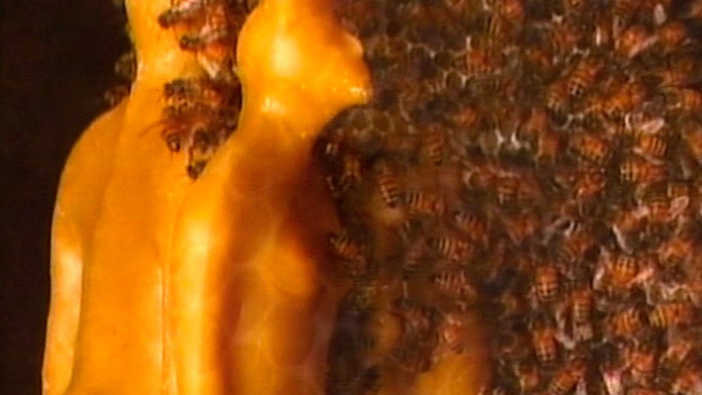 кадр из фильма Wax, or The Discovery of Television Among the Bees