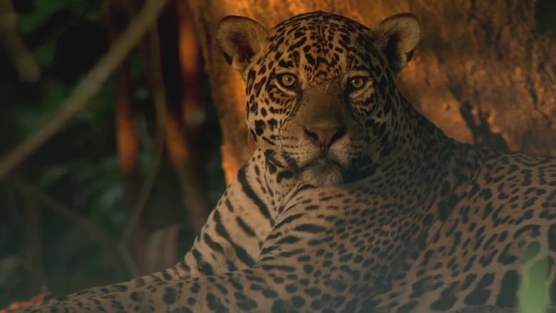 кадр из фильма Les jaguars du Pantanal