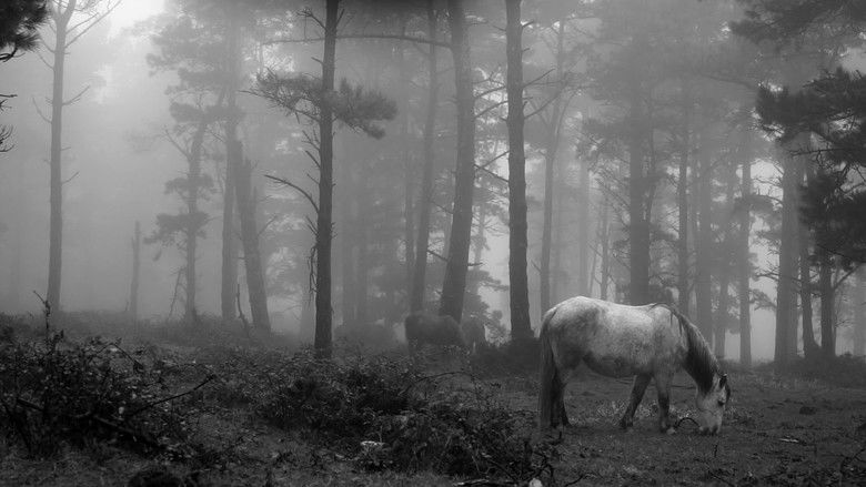 кадр из фильма Paisaxes da Capelada