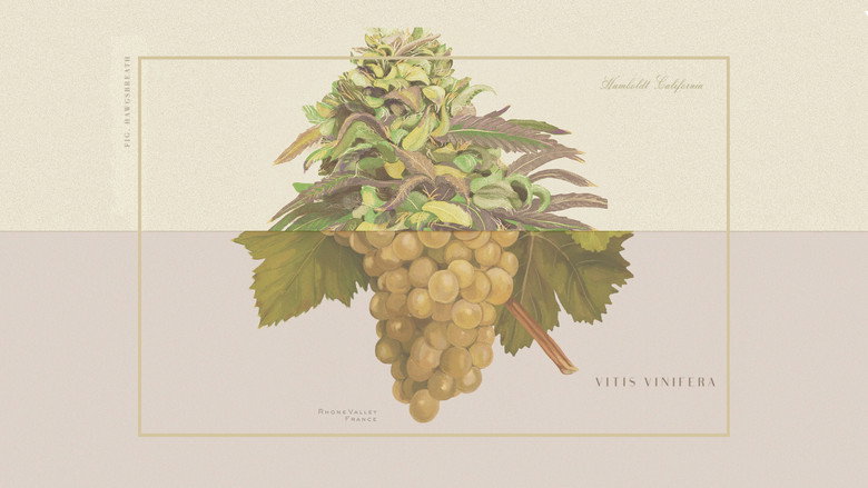 кадр из фильма Weed & Wine