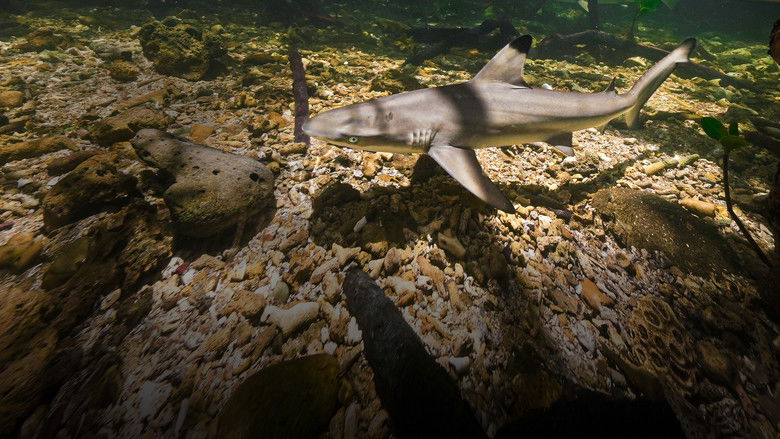 кадр из фильма Baby Sharks