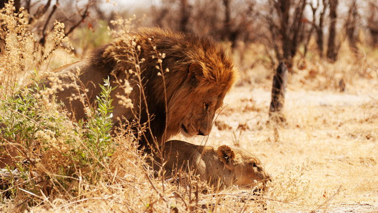 кадр из фильма Wild Botswana