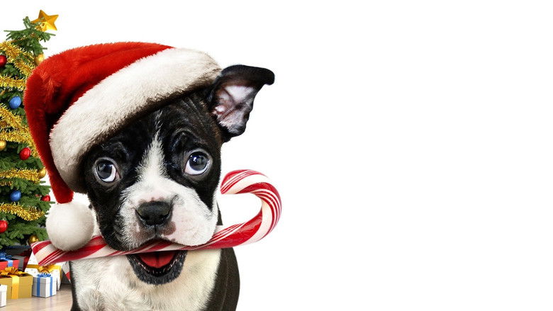 Одни на Рождество