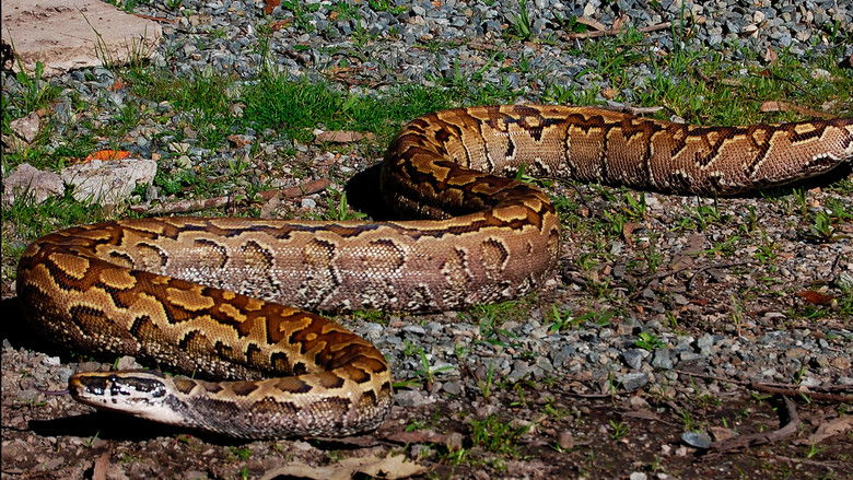 кадр из фильма Devoured: Man-Eating Super Snake Returns