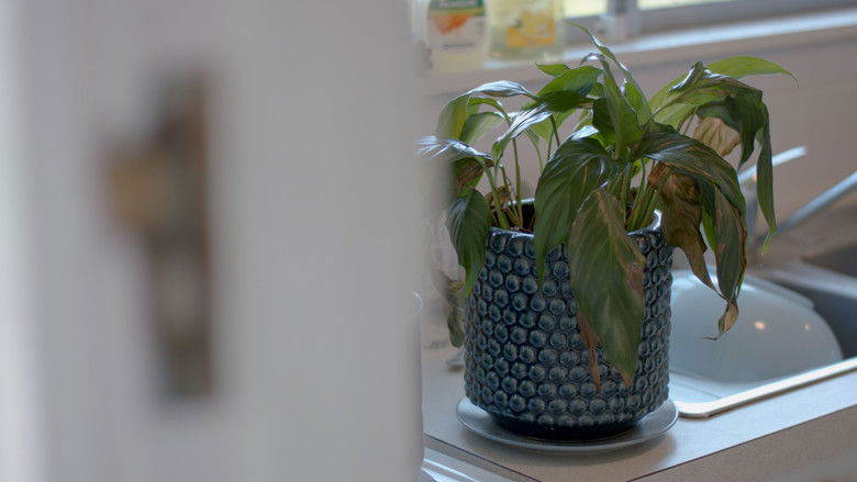 кадр из фильма The Pot Plant