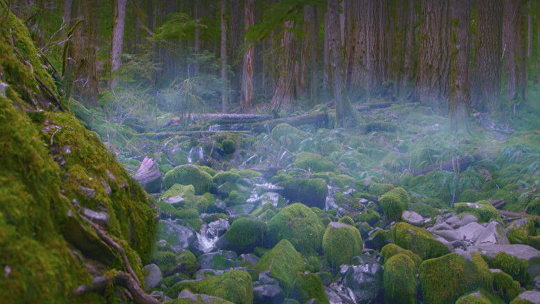 кадр из фильма Rain Sounds + Stream for Sleep, Focus, Studying