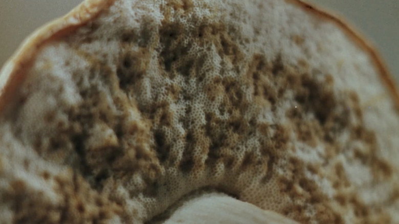 кадр из фильма Оператор Кыпс в стране грибов