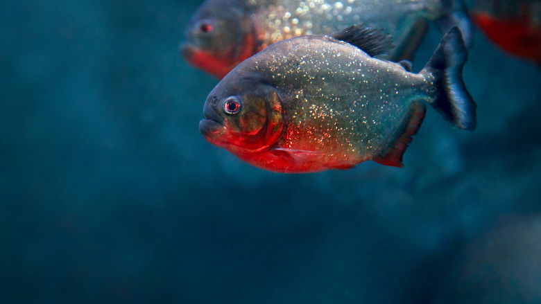 кадр из фильма South America Untamed