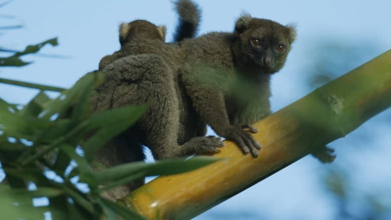 кадр из фильма Madagascar: Africa's Galapagos