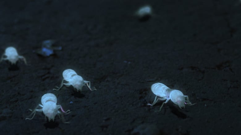 кадр из фильма White Ant