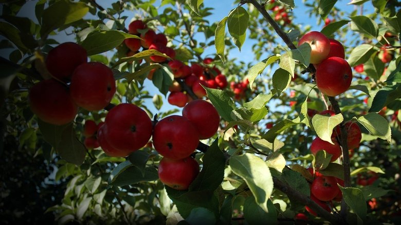 кадр из фильма Ботаника желания