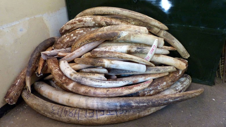 кадр из фильма Кровавые бивни