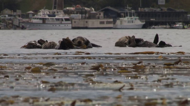 кадр из фильма No Otter Zone