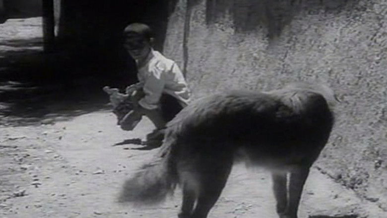 кадр из фильма نان و کوچه‎‎