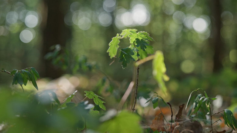 кадр из фильма La sagesse de nos arbres