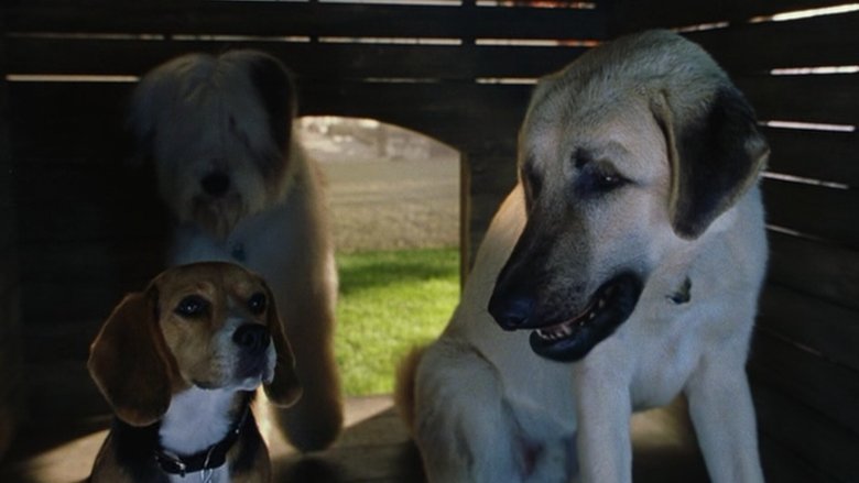 кадр из фильма Кошки против собак