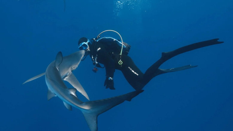 кадр из фильма ENTRETIEN AVEC UN REQUIN