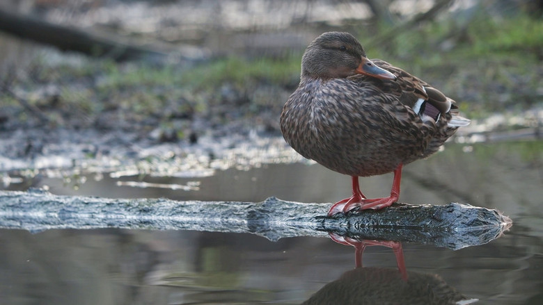 кадр из фильма Tiché údolí v čase