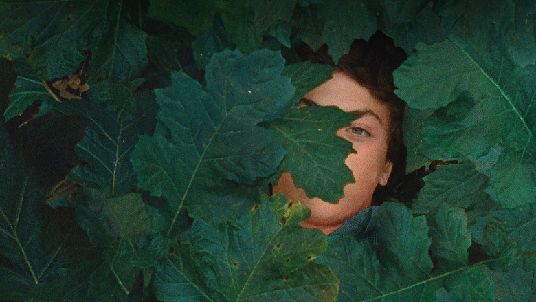 кадр из фильма Метаморфоза птиц