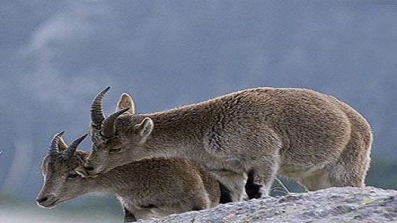 Protection parentale