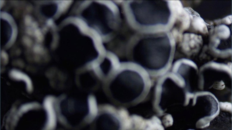 кадр из фильма Lavsang - Song of the Lichens