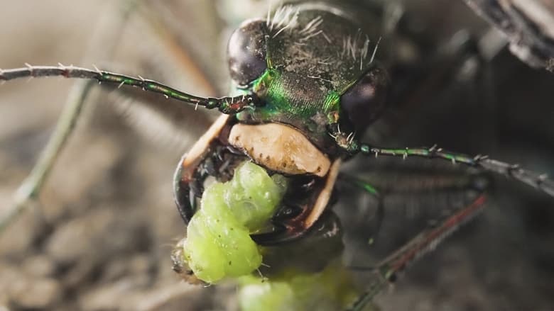 кадр из фильма Sandcastle - The Secret Life Of Potter Wasps