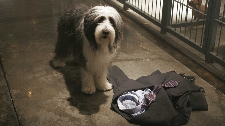 кадр из фильма Лохматый папа