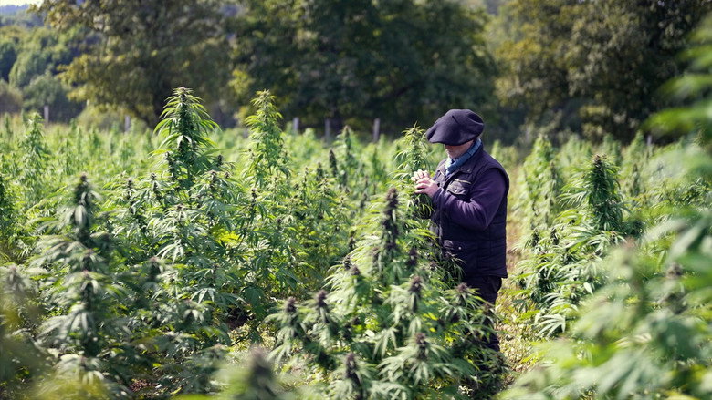 кадр из фильма Cannabis, un paradoxe français